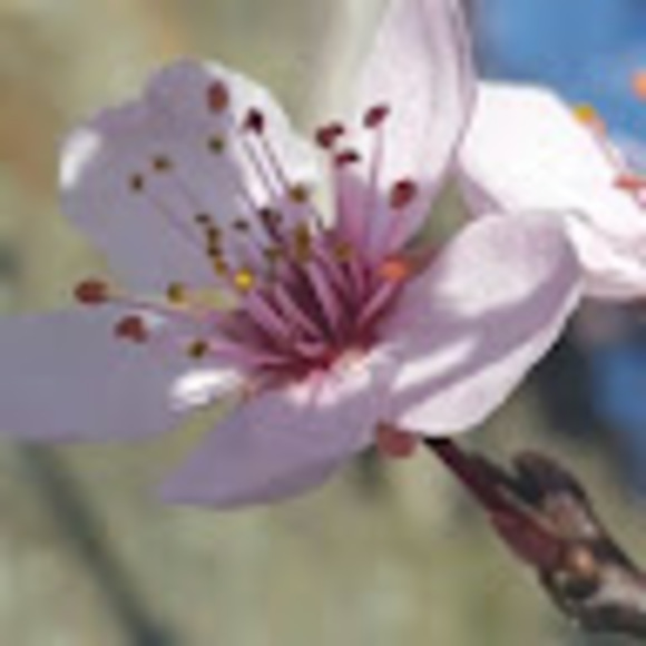 Meet your Posher, Ruth - Picture 1 of 1